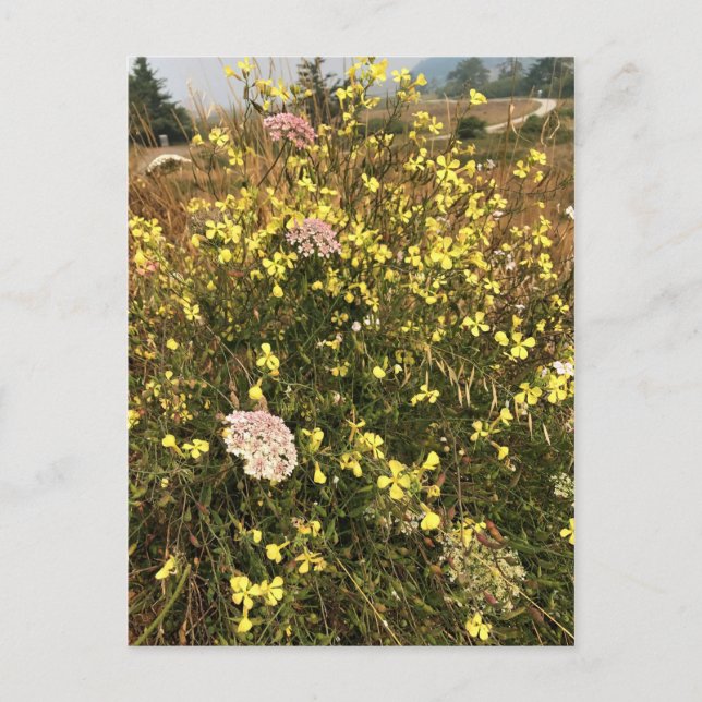 Postal Flores silvestres en Cabo Blanco, Costa de Oregón (Anverso)