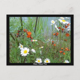 Postal Flores silvestres en el glaciar
