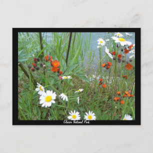 Postal Flores silvestres en el glaciar