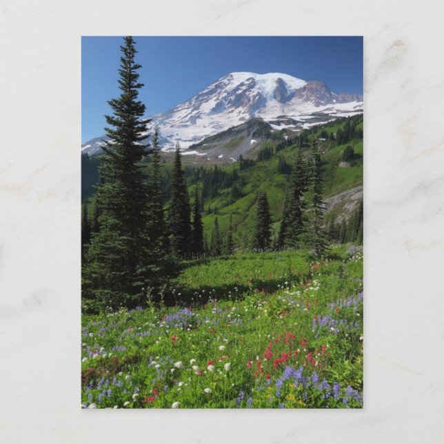 Postal Flores silvestres en el Monte Rainier (Anverso)