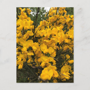 Postal Flores silvestres en el sendero, Oregón