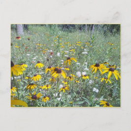Postal Flores Silvestres En La Prairie - Postcard