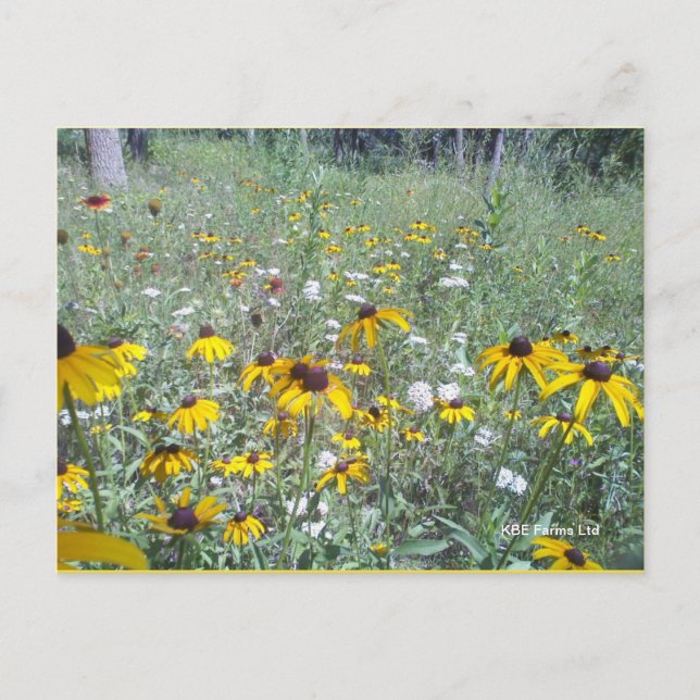 Postal Flores Silvestres En La Prairie - Postcard (Anverso)