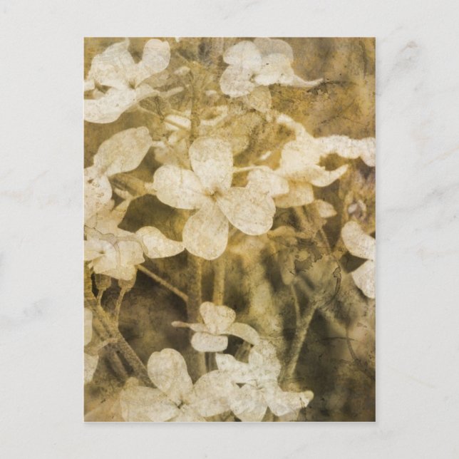 Postal Flores silvestres en Sepia (Anverso)