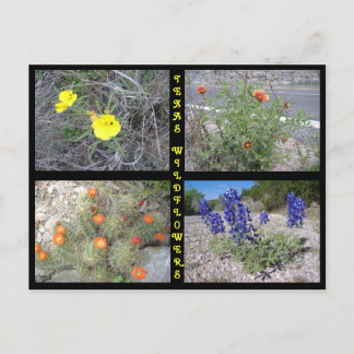 Postal Flores silvestres en Texas Roadside