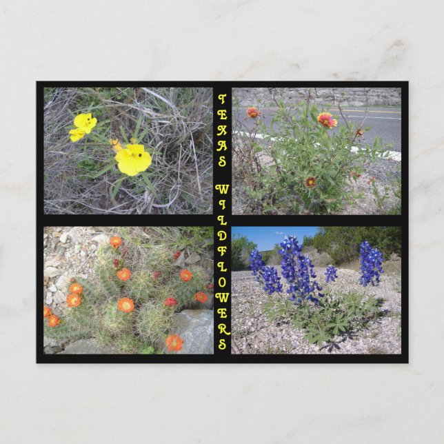 Postal Flores silvestres en Texas Roadside (Anverso)