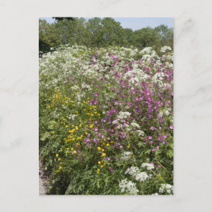 Postal Flores silvestres en un seto Herefordshire Inglate