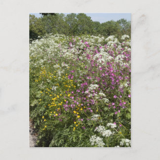 Postal Flores silvestres en un seto Herefordshire Inglate