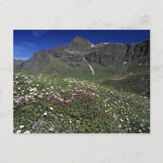 Postal Flores silvestres, floreciendo, Alpes, Suiza (Anverso)