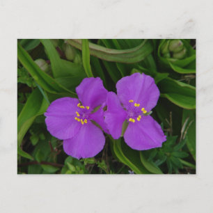 Postal Flores silvestres Fucsia Spiderwort Regalos Hot Sp