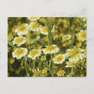 Postal Flores silvestres girasoles amarillos y blancos