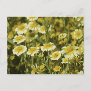 Postal Flores silvestres girasoles amarillos y blancos