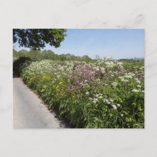 Postal Flores silvestres Herefordshire