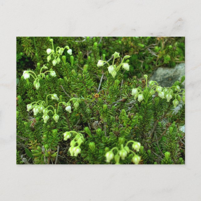 Postal Flores silvestres II (Anverso)