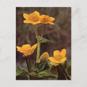 Postal Flores silvestres: Marsh Marigold