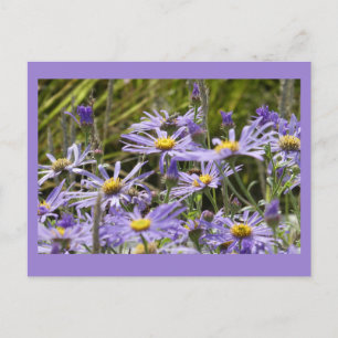 Postal Flores silvestres: Michaelmas Daisies Mate Postcar