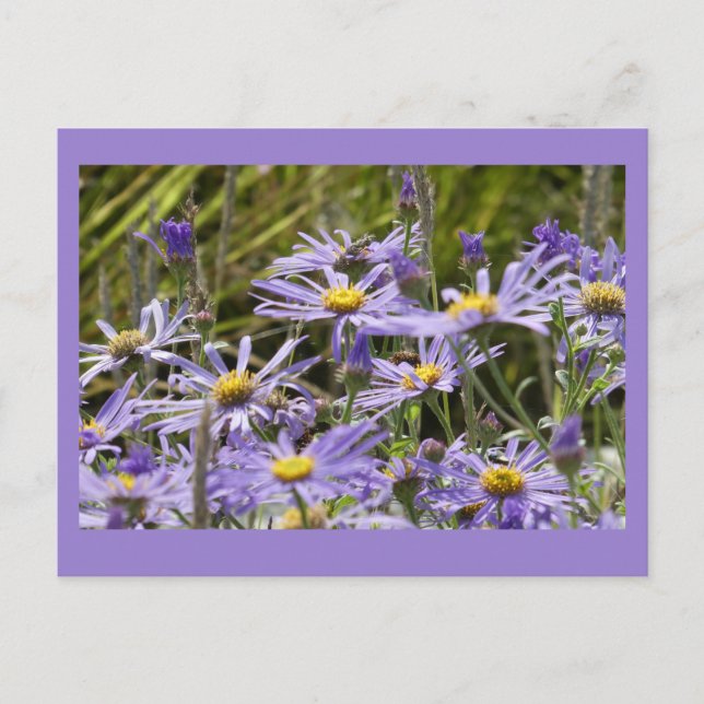 Postal Flores silvestres: Michaelmas Daisies Mate Postcar (Anverso)