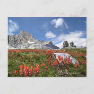Postal Flores silvestres pico de banner - Wilderness de A