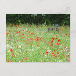 Postal Flores silvestres Poppies Bench DIY Postcard