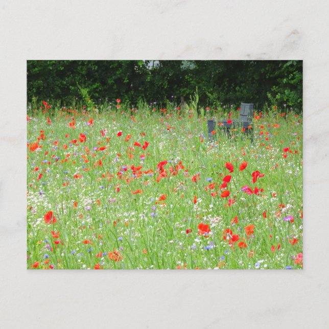 Postal Flores silvestres Poppies Bench DIY Postcard (Anverso)