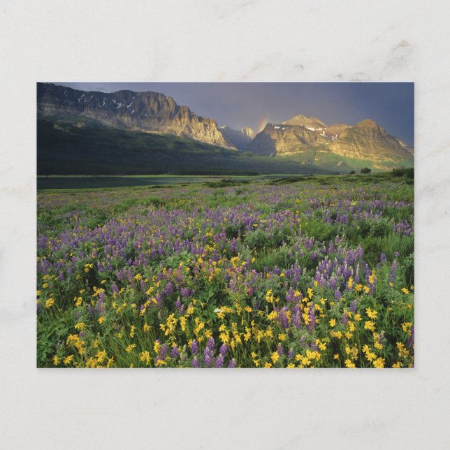 Postal Flores silvestres praderas llenan pradera cerca de (Anverso)