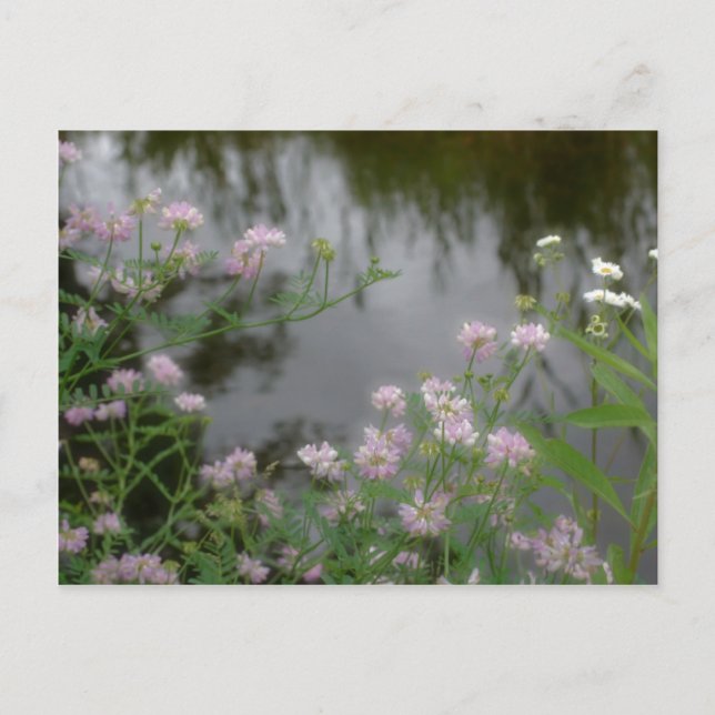 Postal Flores silvestres rosas cerca de la naturaleza Bro (Anverso)