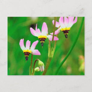 Postal Flores silvestres Shooting Star en el Parque Missi