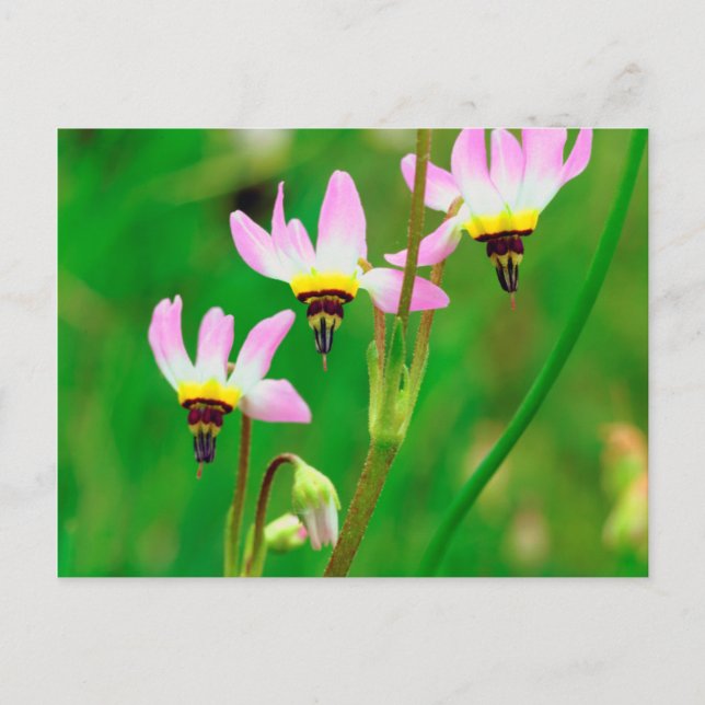 Postal Flores silvestres Shooting Star en el Parque Missi (Anverso)