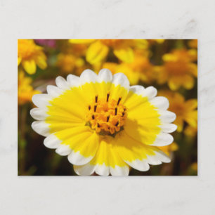 Postal Flores silvestres Tidy Tip