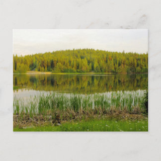 Postal Flores silvestres, torrushes Lago Marshall