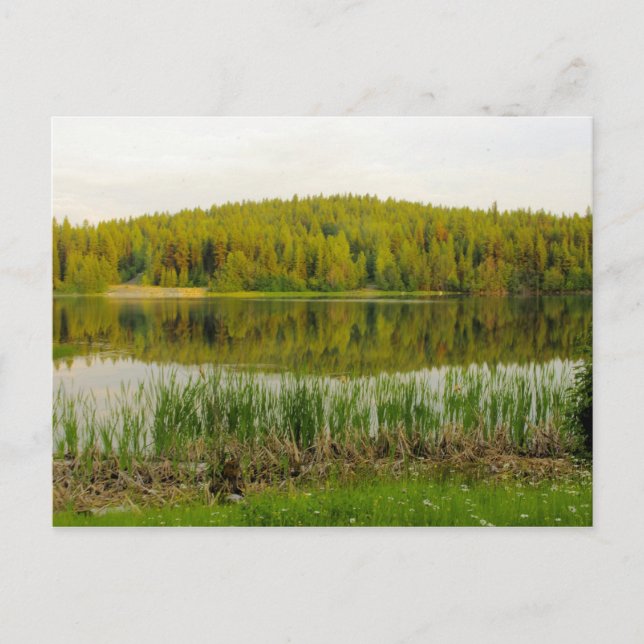 Postal Flores silvestres, torrushes Lago Marshall (Anverso)
