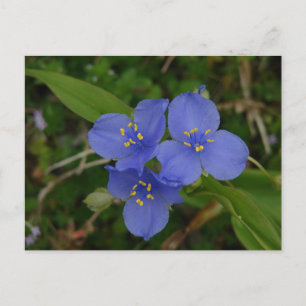 Postal Flores Silvestres Tradescantia de Hot Springs AR R