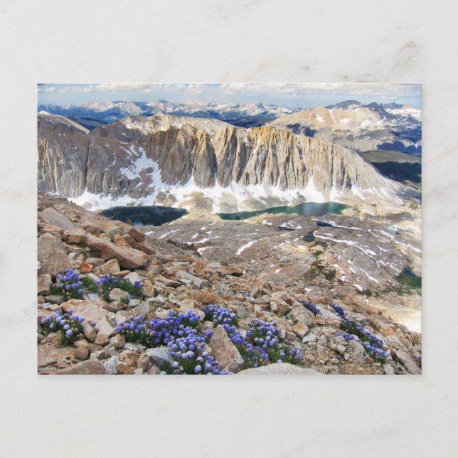 Postal Flores Sky Pilot, Monte Whitney, California (Anverso)