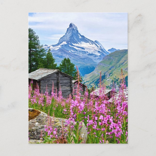 Postal Flores | Summer Matterhorn Suiza (Anverso)