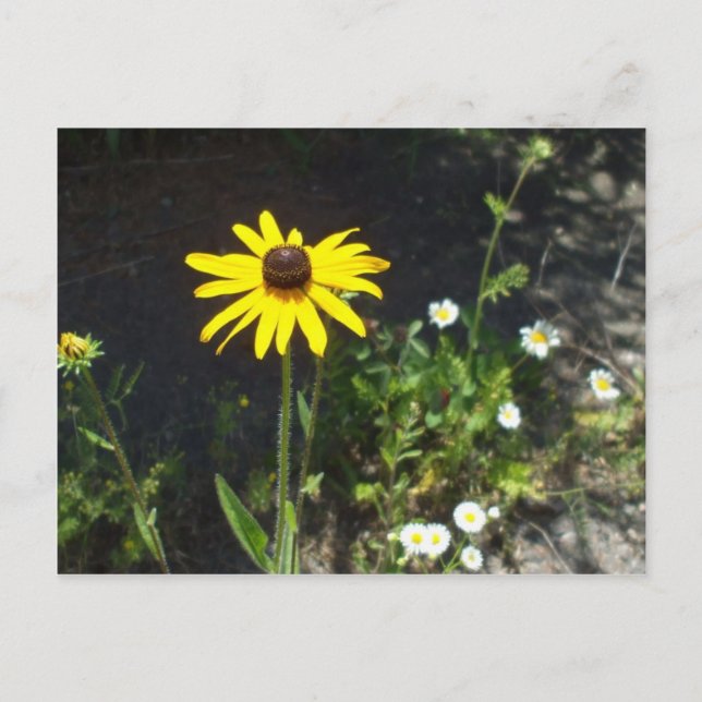 Postal Flores Susan-White de ojos negros (Anverso)