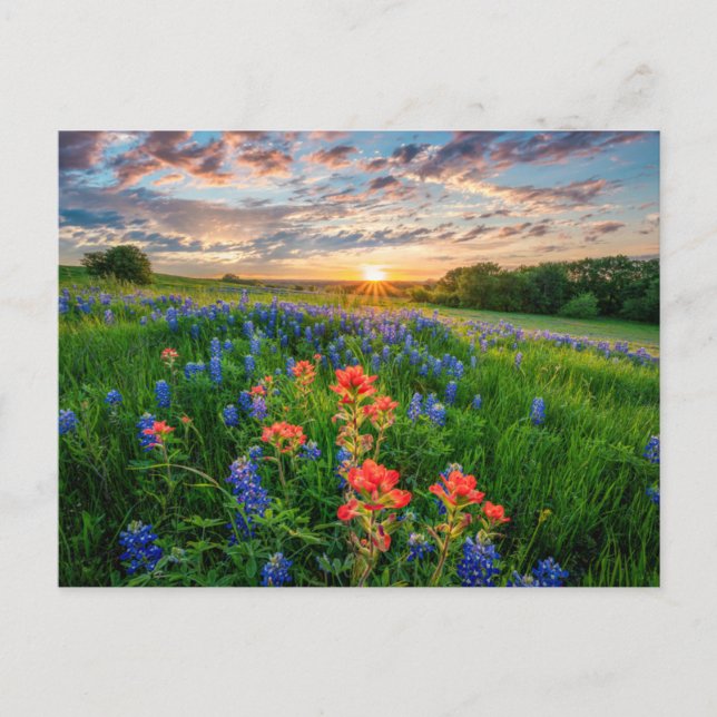 Postal Flores | Texas Bluebonnets y Indian Paintbrush (Anverso)