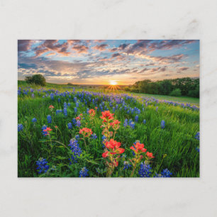 Postal Flores   Texas Bluebonnets y Indian Paintbrush