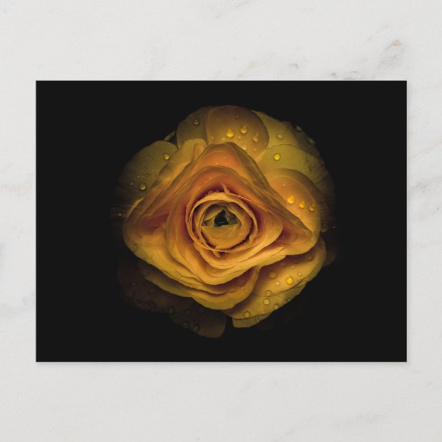 Postal Flores traseras No 74 Versión de color (Anverso)