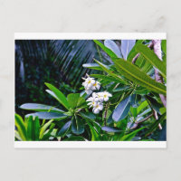 Flores tropicales de plumeria
