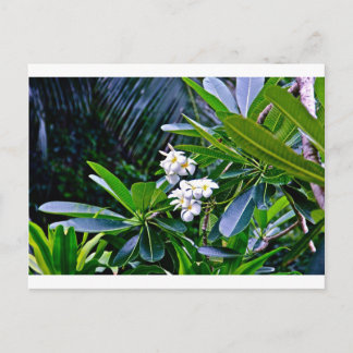 Postal Flores tropicales de plumeria