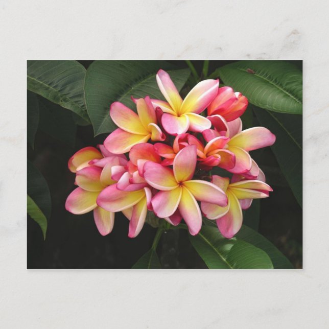 Postal Flores tropicales de plumeria rosa y amarilla (Anverso)