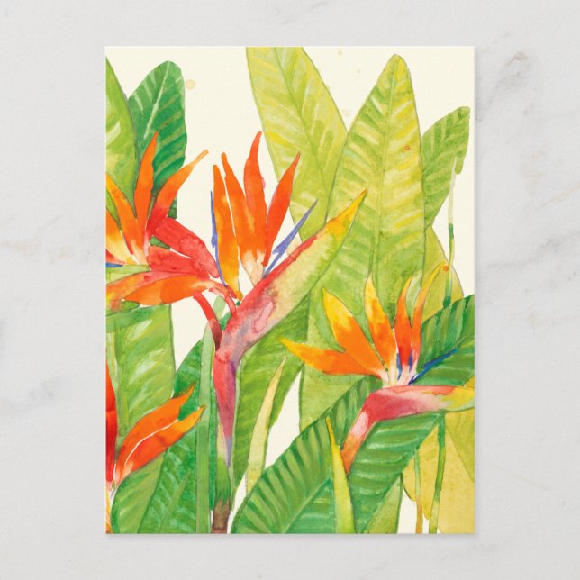 Postal Flores tropicales | Pájaro del paraíso (Anverso)