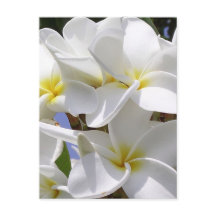 Flores tropicales Plumeria
