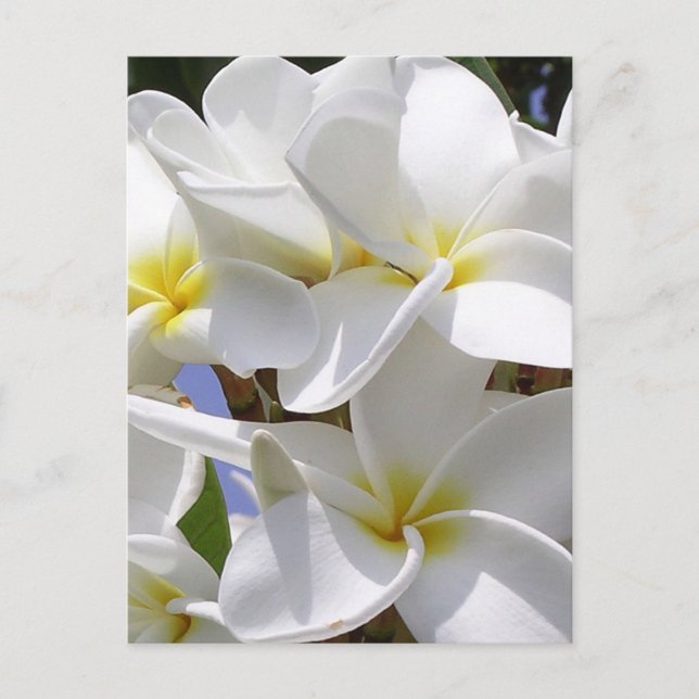 Postal Flores tropicales Plumeria (Anverso)