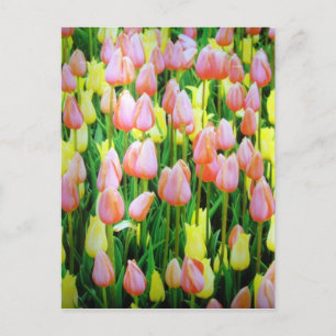 Postal flores tulipán