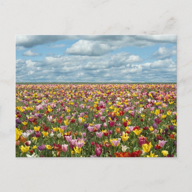 Postal Flores | Tulipanes Valle Willamette Oregon (Anverso)