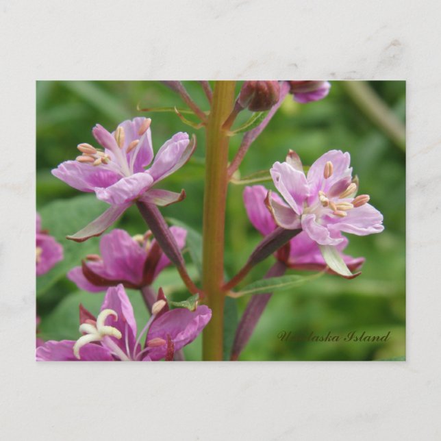 Postal Flores variadas de hierba de fuego, isla Unalaska (Anverso)