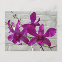 Flores violetas de orquídeas exóticas