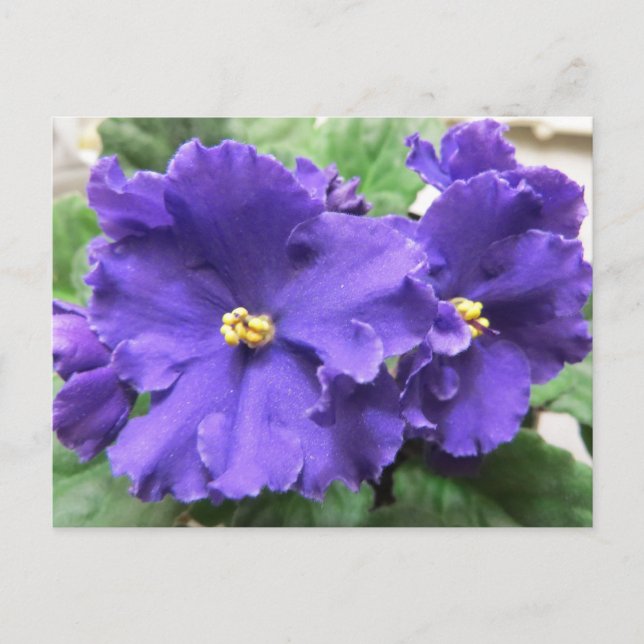 Postal Flores violetas moradas africanas (Anverso)
