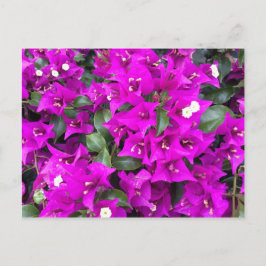 Postal Flores violetas moradas de buganvillas